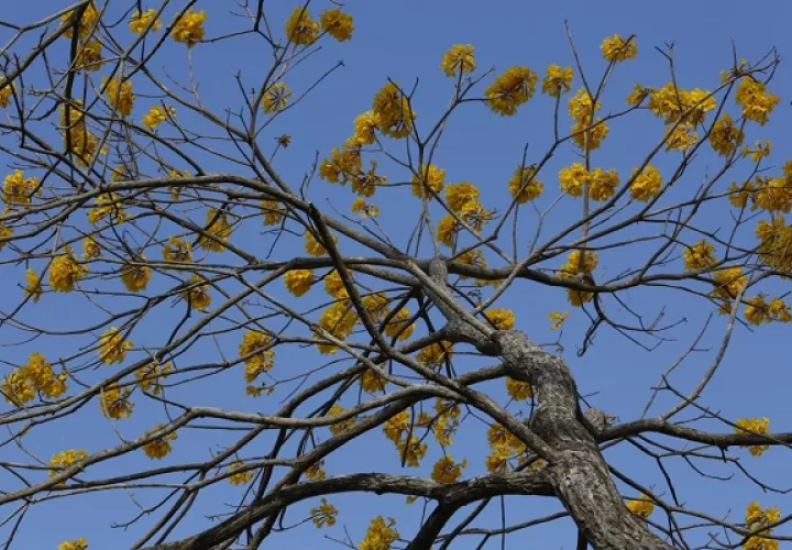 La madera de guayacán es pesada y de alta durabilidad. Foto: Cortesía MiAmbiente