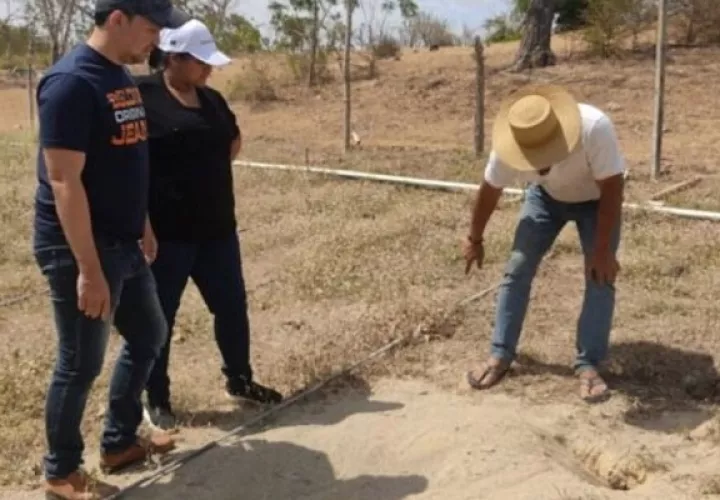 Una finca ha sido habilitada para que la iguana verde pueda desovar de una forma natural, como lo haría en su ambiente natural. Foto. Thays Dominguez