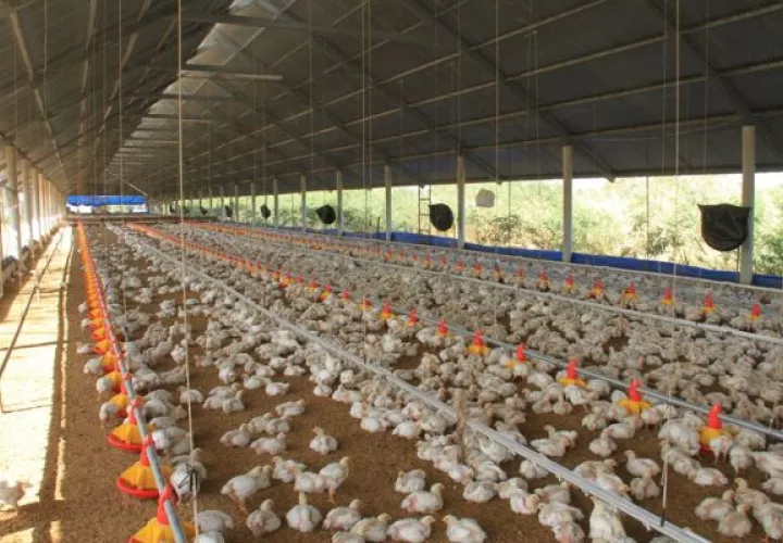 Se recomienda mantener a las aves encerradas. Foto: Cortesía MIDA
