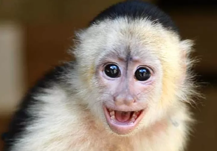 Los animales habían sido obtenidos de forma ilegal. 