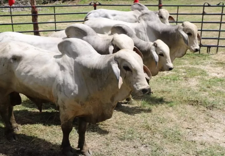 Cada toro tiene la capacidad de cubrir de 25 a 30 vacas. Foto: MIDA