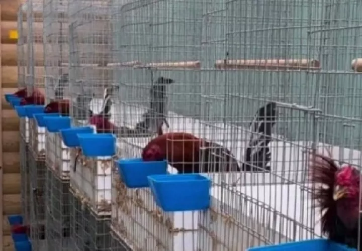 Desde el pasado 14 de febrero y por 90 días, el Ministerio de Desarrollo Agropecuario (Mida), prohibió las peleas de gallos. Foto. Eric Montenegro