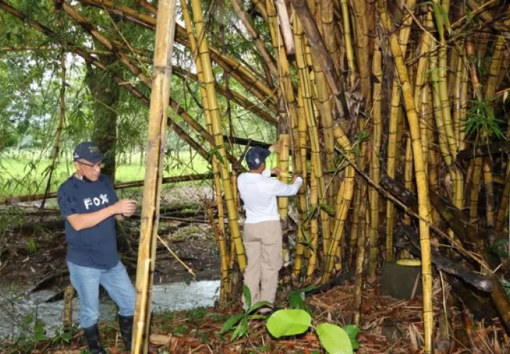 La especie más común en Panamá es la llamada caña de guadua. Foto: Cortesía MiAmbiente