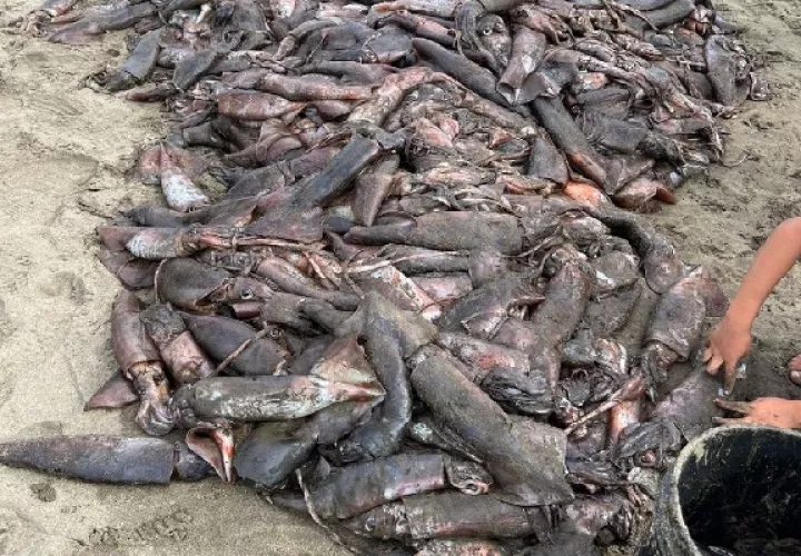Según moradores consultados, los primeros calamares fueron divisados durante el fin de semana. Foto. Cortesía Mi Ambiente.