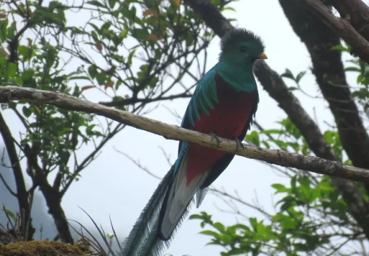 El quetzal es una de las aves más hermosas de la fauna local. Foto: MiAmbiente