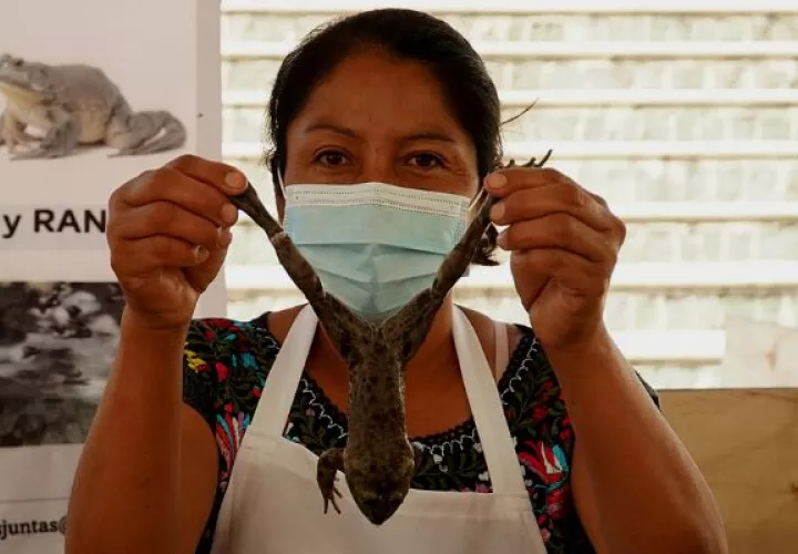 Una mujer muestra una rana antes de preparar un platillo en el municipio de Santiago Textitlán, Oaxaca (México). Foto: EFE.