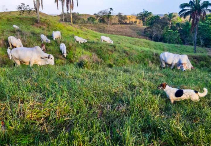  En la zona se practican actividades agropecuarias. Foto: Cortesía