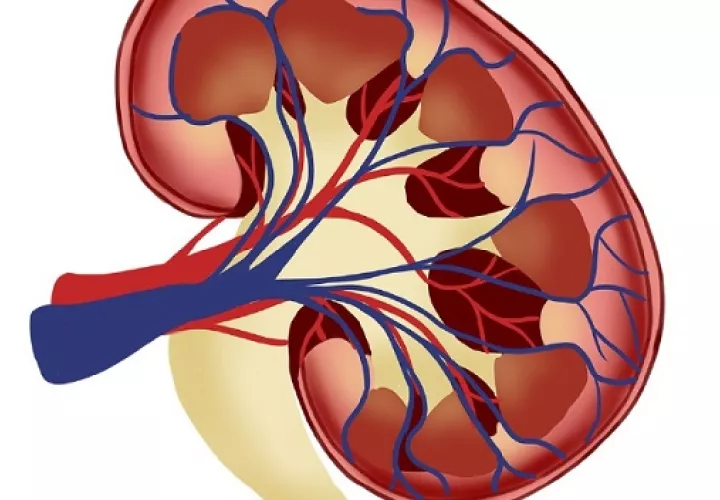 La atención primaria, barrera para asegurar la salud de los riñones.  Foto: Ilustrativa / Pixabay