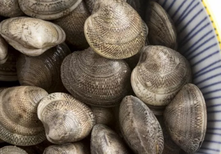 Las almejas deben ser frescas.Foto: Ilustrativa / Freepik