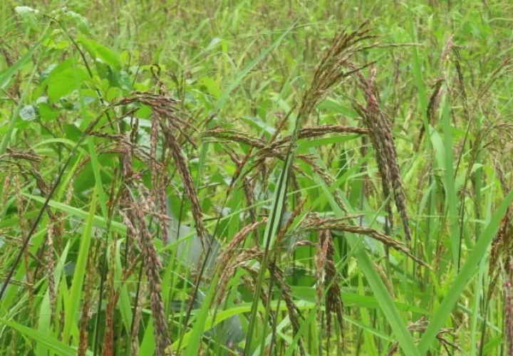 Espigas de arroz uvo cuyo grano  es de color púrpura y forma parte importante de la dieta de los poblados campesinos. Manuel Jiménez