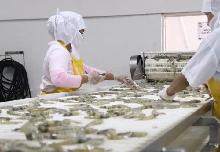 Los camarones fueron uno de los productos más exportados. Foto: MICI
