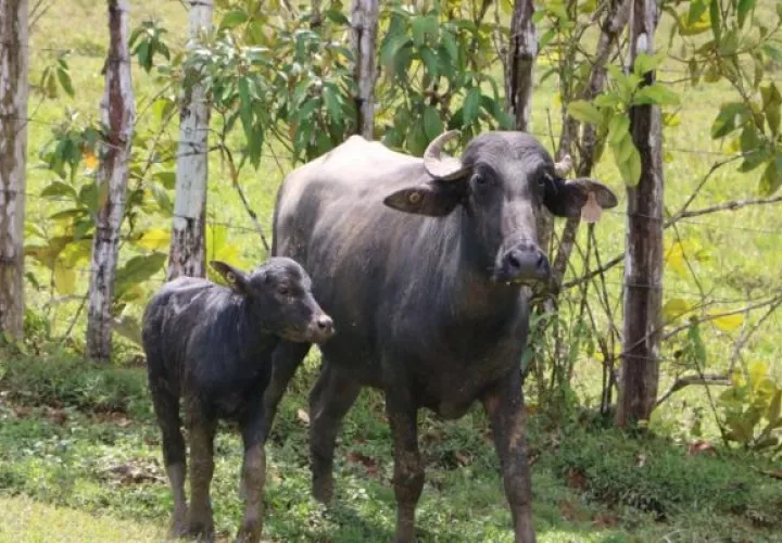 El titular del Mida dijo que el búfalo es una animal, que sirve como una herramienta social para generar alimento e impactar en la economía de las regiones.