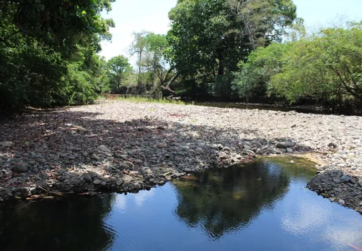 El río Chame ha estado presentando problemas de sequía desde hace años, debido a que en la parte alta de la cuenca, no existen suficientes bosques de galería, además de la práctica de ganadería. Foto. Eric Montenegro