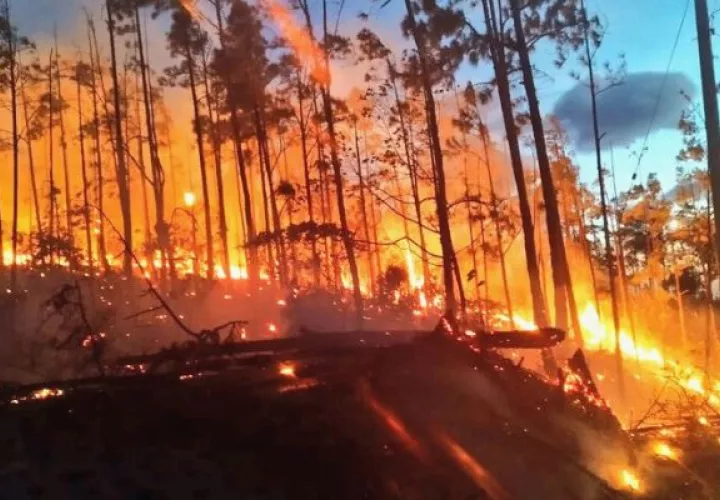 El Incendio de Masa Vegetal se ha concentrado en la parte alta de la reserva forestal en el área de Chitra. Foto: Cortesía