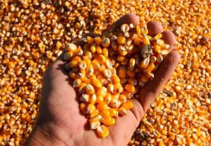 El maíz ha sido uno de los productos con mayor estabilidad. Foto: Efe