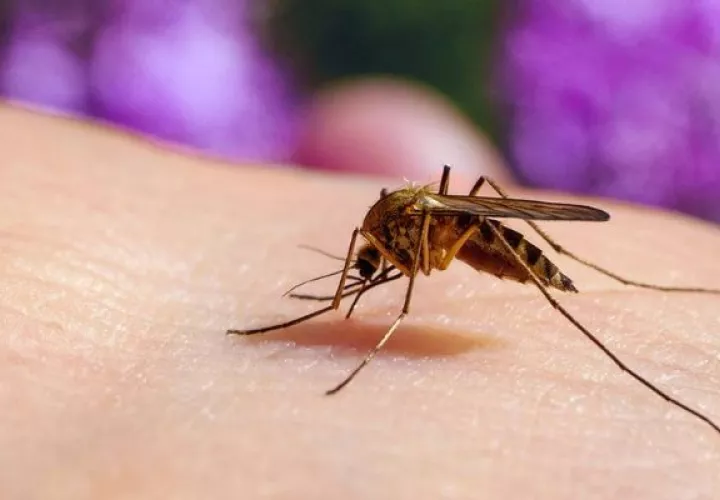 No se ha registrado ninguna defunción por dengue. Foto: Cortesía Minsa