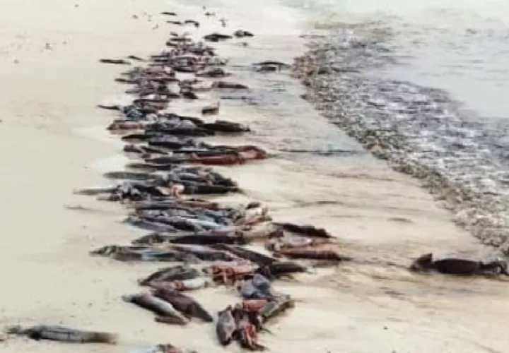 Miles de calamares llegaron hasta la isla, un refugio de vida natural, y fueron aprovechados por moradores cercanos y pescadores, quienes agradecieron tener esta oportunidad en medio de la Semana Santa. Foto. Cortesía MiAmbiente
