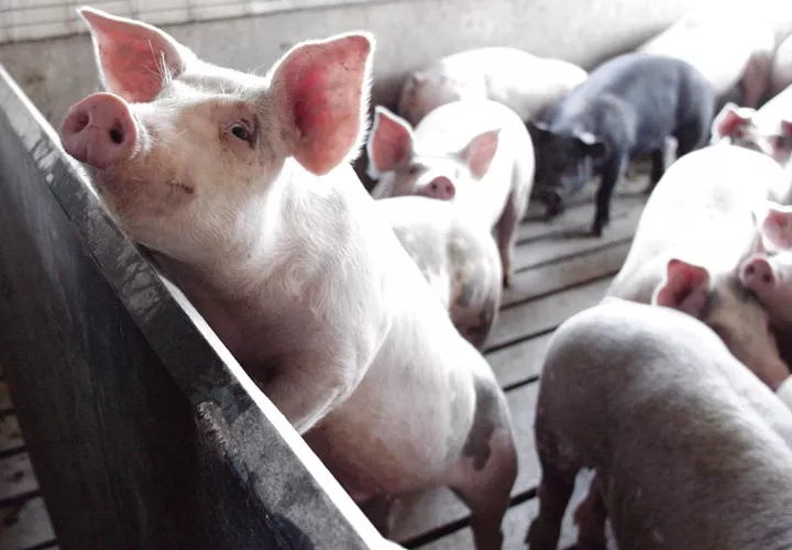 Sacrificio porcino mostró un crecimiento de 13.2% con respecto al año anterior. Foto: Archivo