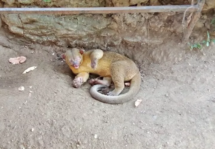 El equipo de guardaparques también realizó el rescate de un Kinkajú (Potos flavus). Foto: Diomedes Sánchez 