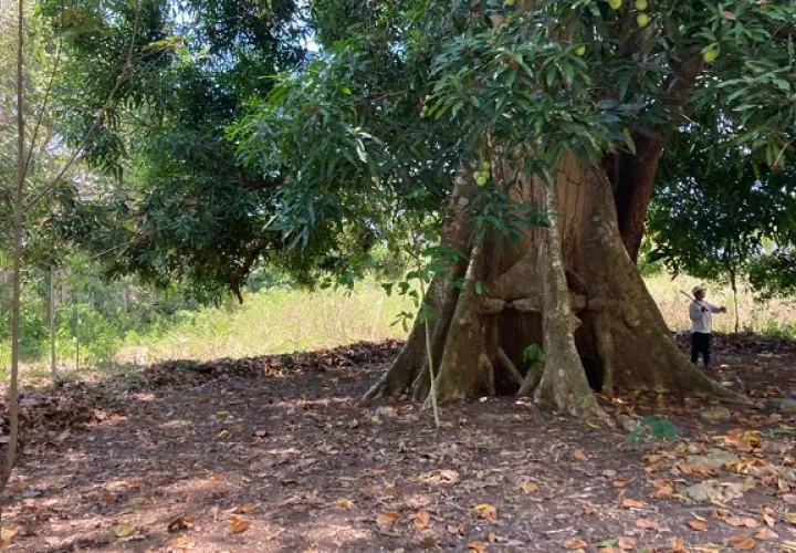 En la  feria usted podrá estar en contacto con la naturaleza. Foto: Cortesía