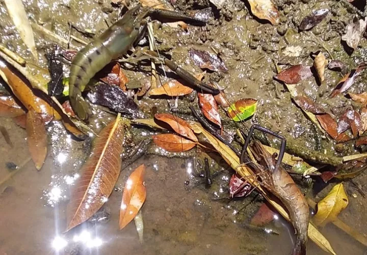  Camarones y peces saltaban del río hacia afuera moribundas. Foto: Melquiades Vásquez 