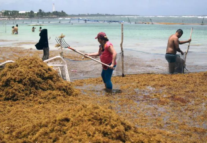 En otros países se aprovecha comercialmente este tipo de alga. MiAmbiente