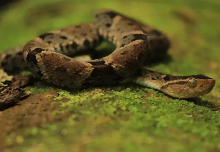 Las víboras X cumplen una importante función en los ecosistemas como controladoras de especies que se consideran plagas. 