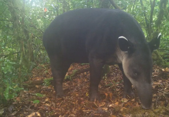 Al tapir se le conoce como el jardinero del bosque. Foto: MiAmbiente
