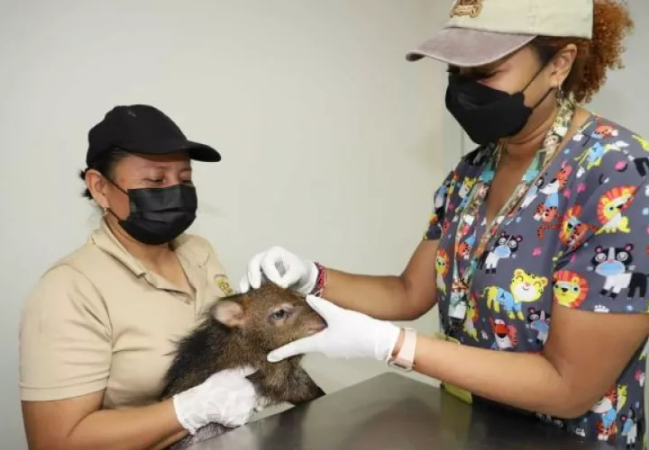 El bienestar físico y mental de un animal silvestre depende de un cuidador con experiencia. Foto: Cortesía Alcaldía de Panamá