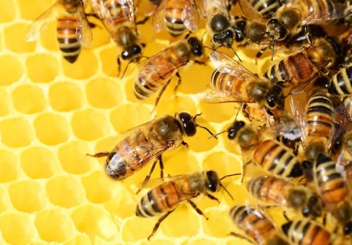 Las abejas y otros polinizadores son fundamentales para la salud de los ecosistemas y la seguridad alimentaria. Pixabae