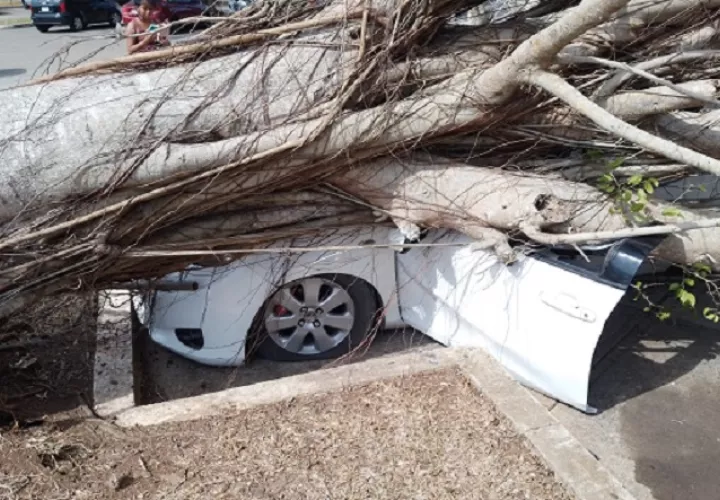 El pesado árbol cayó sobre el vehículo caudándole seria afectaciones. Foto: Eric A. Montenegro