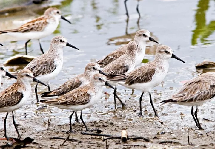 Las aves cumplen un importante papel en los ecosistemas. Foto: MiAmbiente