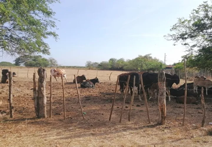 Los ganaderos han tenido que pagar $25.00 por cada viaje de agua hasta sus fincas, hasta cuatro veces por semana. Foto. Thays Domínguez