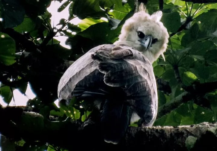 Fundación Ancon Panamá alerta sobre situación de bosques de Darién. Foto: Cortesía