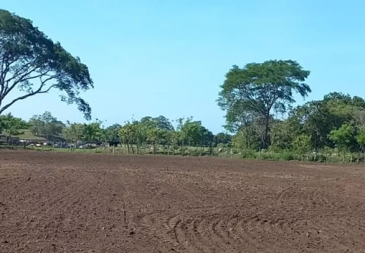 La siembra de arroz del mes de mayo es la producción que deberá cosecharse en el mes de agosto. Foto. Jisé Vásquez