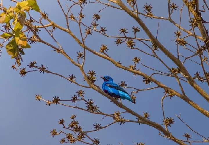 La Cotinga turquesa es una especie endémica regional, mundialmente amenazada. Foto: Quinn Díaz