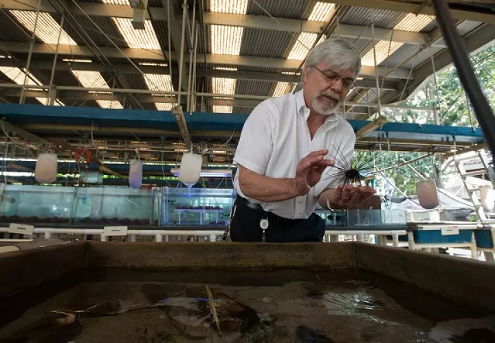 Los erizos de mar se alimentan de algas en la superficie de los arrecifes de coral, como robots cortacésped. Foto: Smithsonian