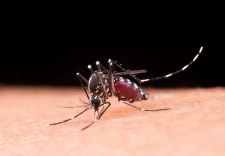 Se comparó el atractivo de cada voluntario para los mosquitos Aedes aegypti sin lavar y una hora después de usar los jabones. Foto: Ilustrativa / Freepik