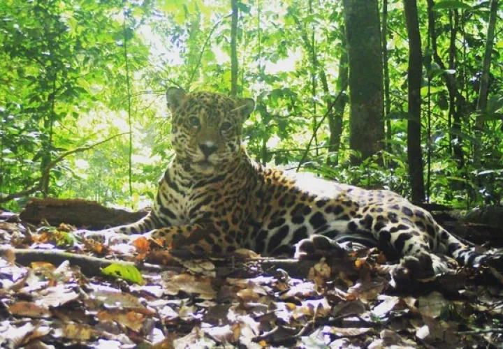 Los jaguares son eslabones importantes de los ecosistemas. Foto: Yaguará