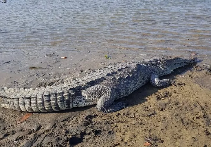 Recientemente, se logró el rescate y reubicación de un cocodrilo aguja de tres metros y más de 320 libras, que se encontraba dentro de una finca privada en el distrito de Tonosí. Foto. Thays Domínguez