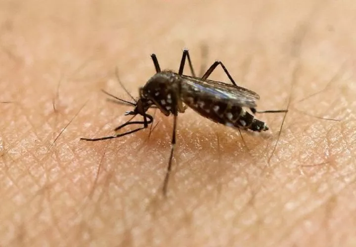 El mosquito Aedes aegypti transmite zika, el dengue y el chikungunya. Foto: Archivo