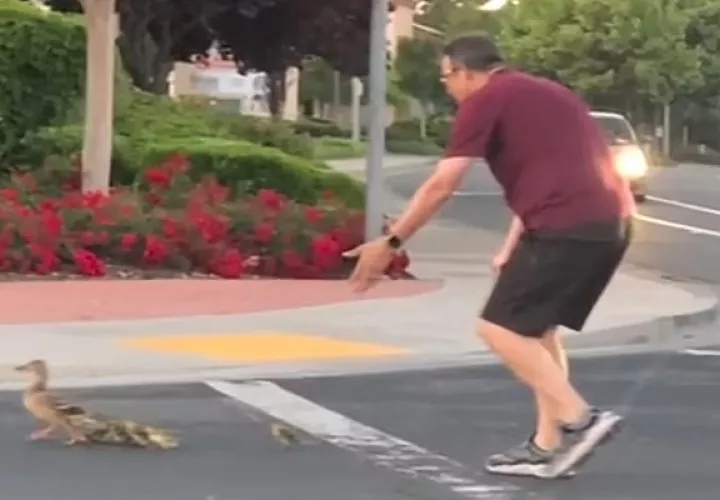 El hombre al momento de ayudar a los patos. 