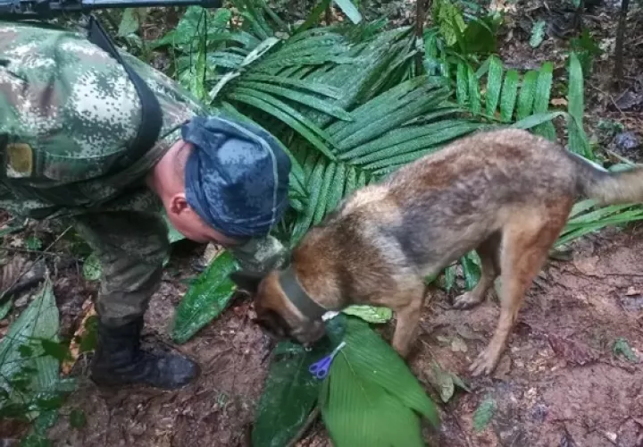 Fotografía que muestra al canino Ulises y comandos de fuerzas especiales que hallaron el que sería un refugio construido de manera improvisada. Foto: EFE
