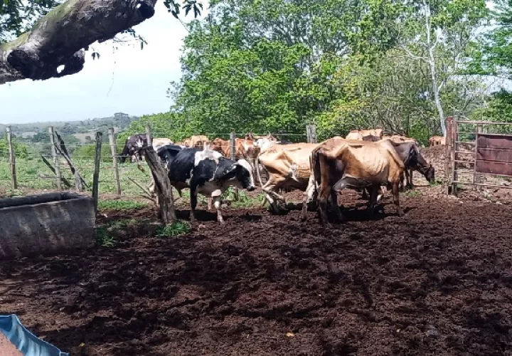 Debido al bajo nivel de agua en las quebradas y abrevaderos, algunos ganaderos ya han registrado problemas con animales que han quedado atascados en el lodo. Foto. Eric Montenegro