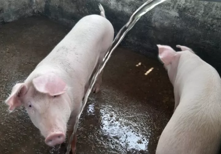 Además de los puercos, en la granja hay cultivos agrícolas. Foto: Diomedes Sánchez 