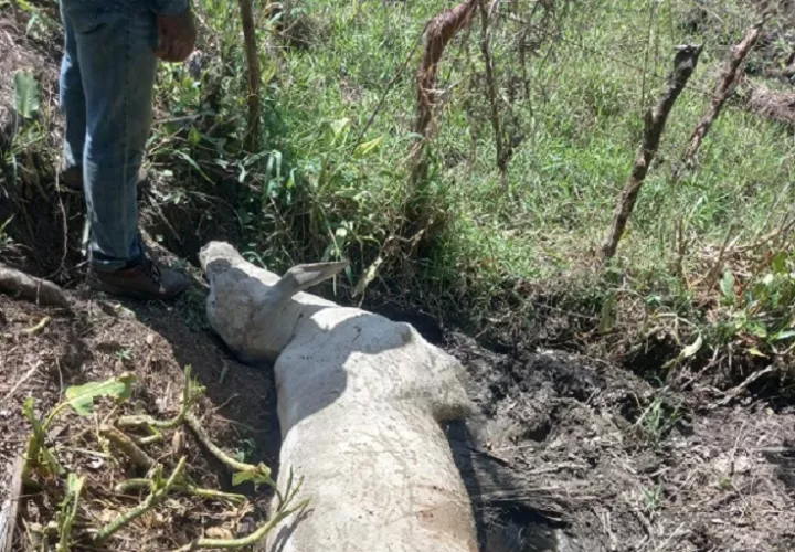 El hurto pecuario  va en detrimento de la economía de los ganaderos de la región. Foto: Melquiades Vásquez.
