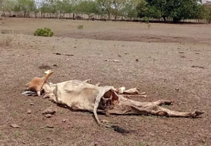 Cada mañana despiertan con la noticia de una nueva vaca muerta. Foto: Thays Domínguez