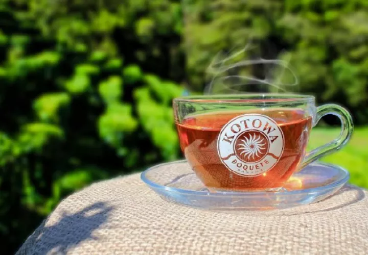 El té se procesa de una manera específica para obtener sus características de sabor, aroma y color. Foto: Cortesía