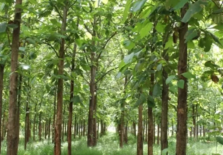 Una de las principales problemáticas con la teca en Panamá son  las plantaciones abandonadas, comenta ingeniero forestal. Cortesía