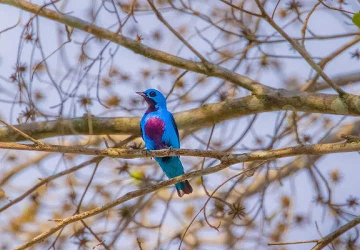 La Cotinga turquesa es una especie endémica regional, mundialmente amenazada. Foto: Quinn Díaz